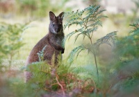 Klokan rudokrky - Macropus rufogriseus - Bennett's wallaby 5482